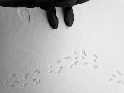 Bird snow tracks.