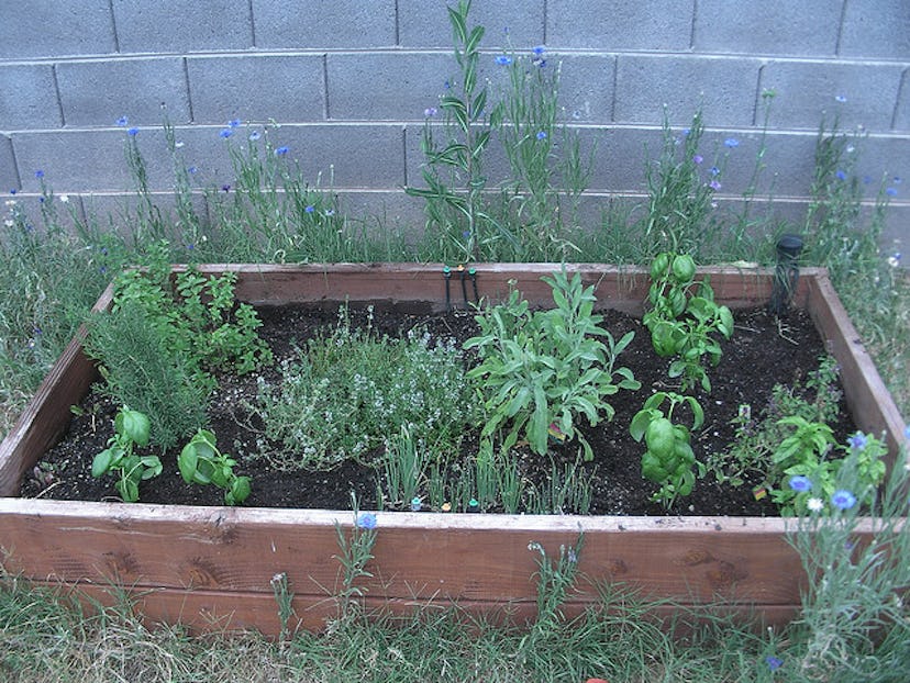 Image of a small garden full of vegetables