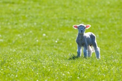 A little white lamb on a grass field