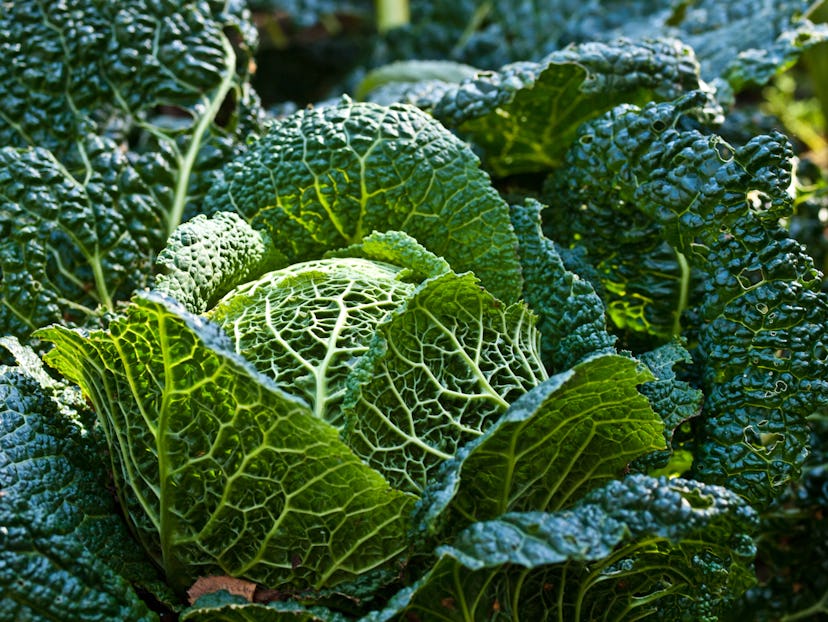 Green cabbage as a pain relief for engorged breasts