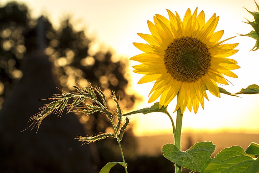 A sunflower in a field with the sun shining in the background