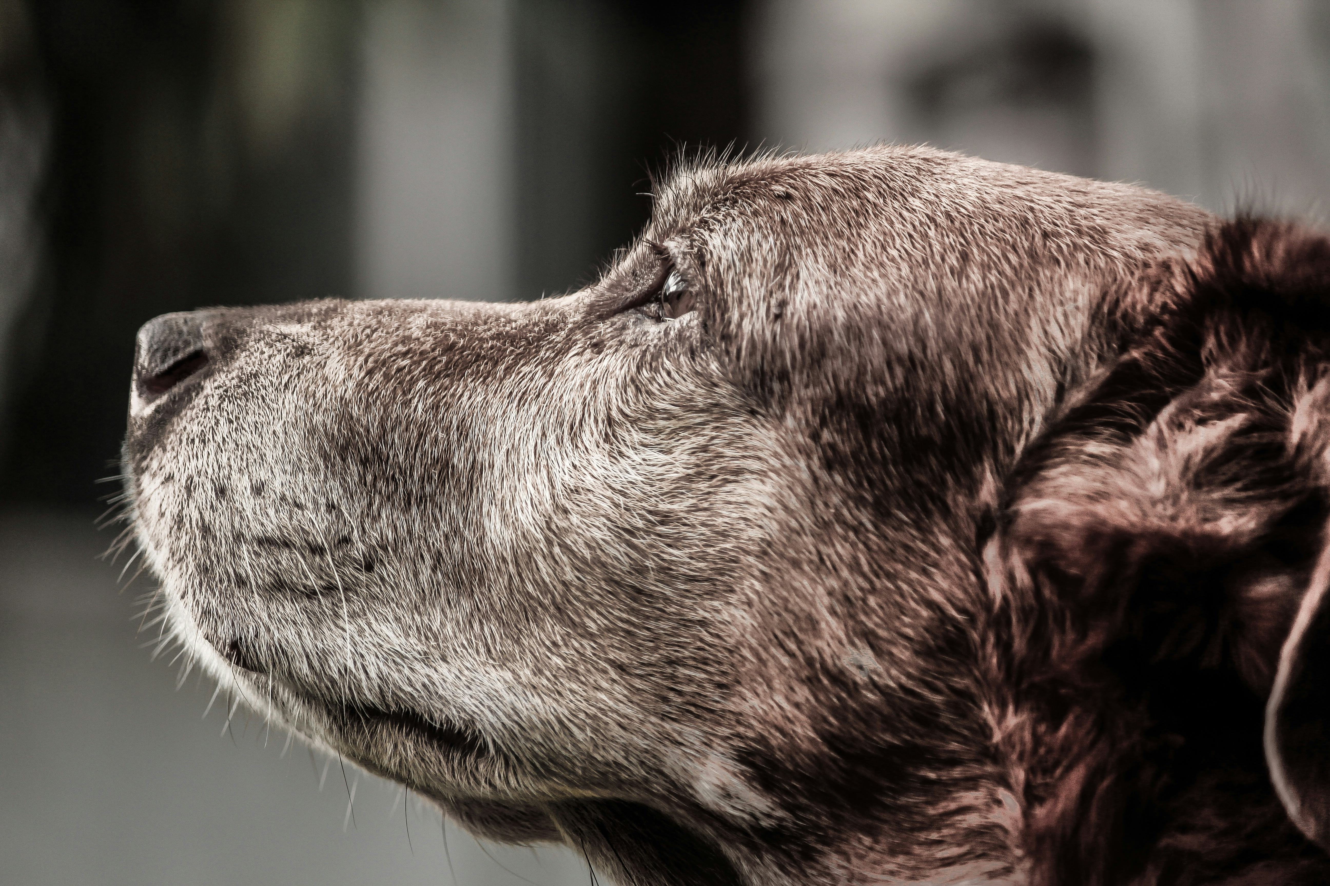 Why Some Dogs Go Prematurely Gray Will Make You Want To Cuddle Your Pup