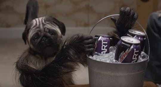 Best Internet Reactions To Mountain Dew S Puppymonkeybaby At The Super Bowl Are Epic Best Internet Reactions To Mountain Dew S Puppymonkeybaby At The Super Bowl Are Epic