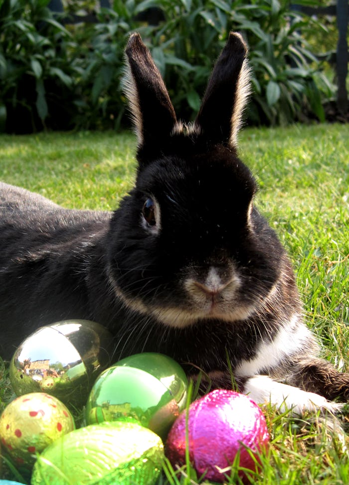 What’s The History Of The Easter Bunny? What’s The History Of The Easter Bunny?