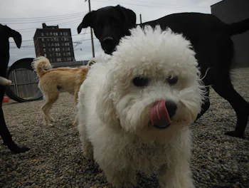 7 Reasons You Shouldn't Be Embarrassed About Liking Doggy Style