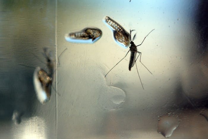 Zika mosquitos on a glass window