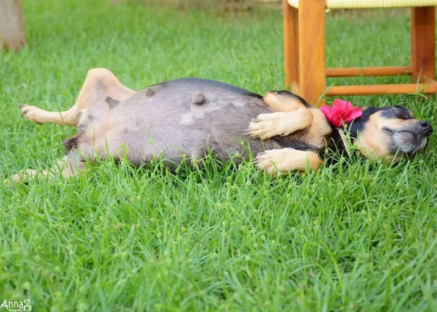 This Pregnant Dog's Maternity Photoshoot Is The Best Thing You'll See ...