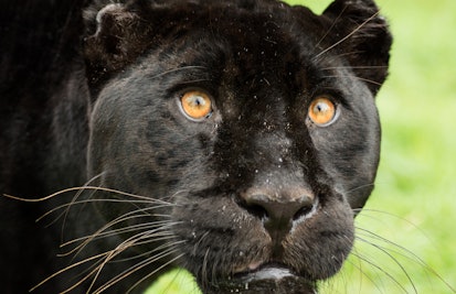 Rare black leopard, named Bagheera after the Jungle Book character