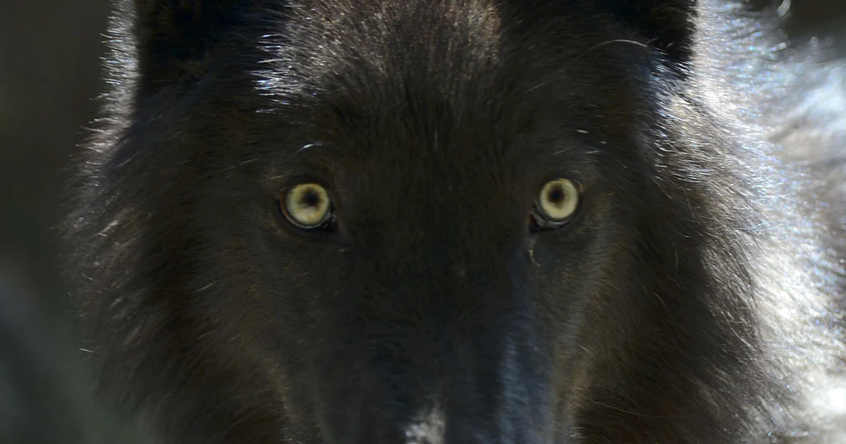 Are There Actually Wolves In The Jungle? 'The Jungle Book' Thinks So