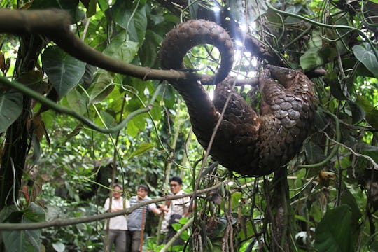 There S A Pangolin In The Jungle Book And Everyone Is Freaking Out