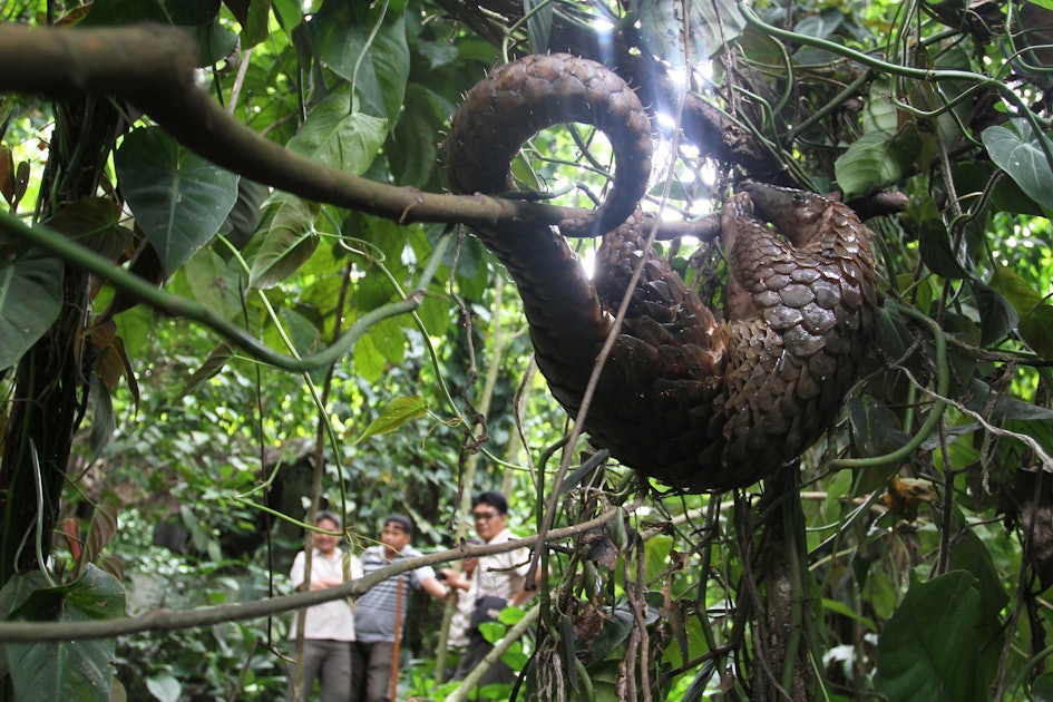 There's A Pangolin In 'The Jungle Book,' And Everyone Is Freaking Out