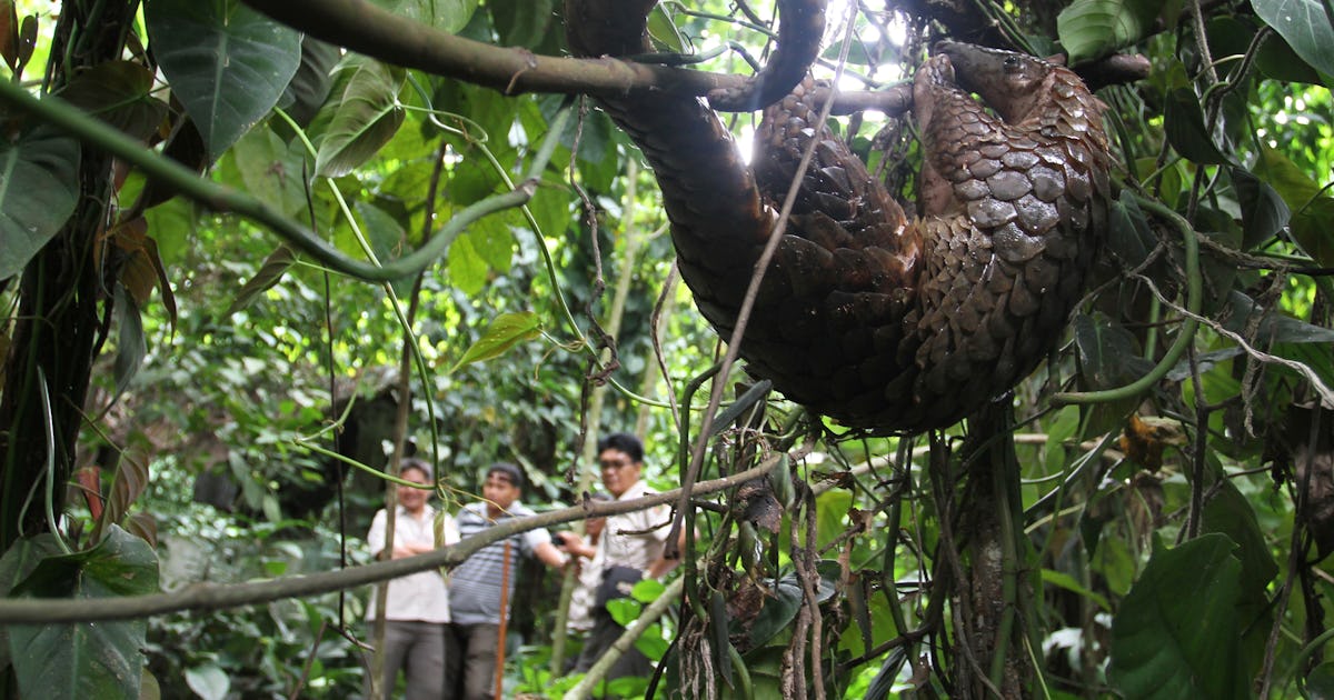 There's A Pangolin In 'The Jungle Book,' And Everyone Is Freaking Out