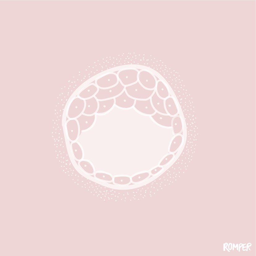 An illustration of Preimplantation Losses in white on a pink background