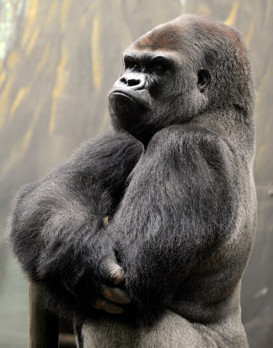 Why Are Silverback Gorillas Important? Harambe Won't Be Easily Forgotten