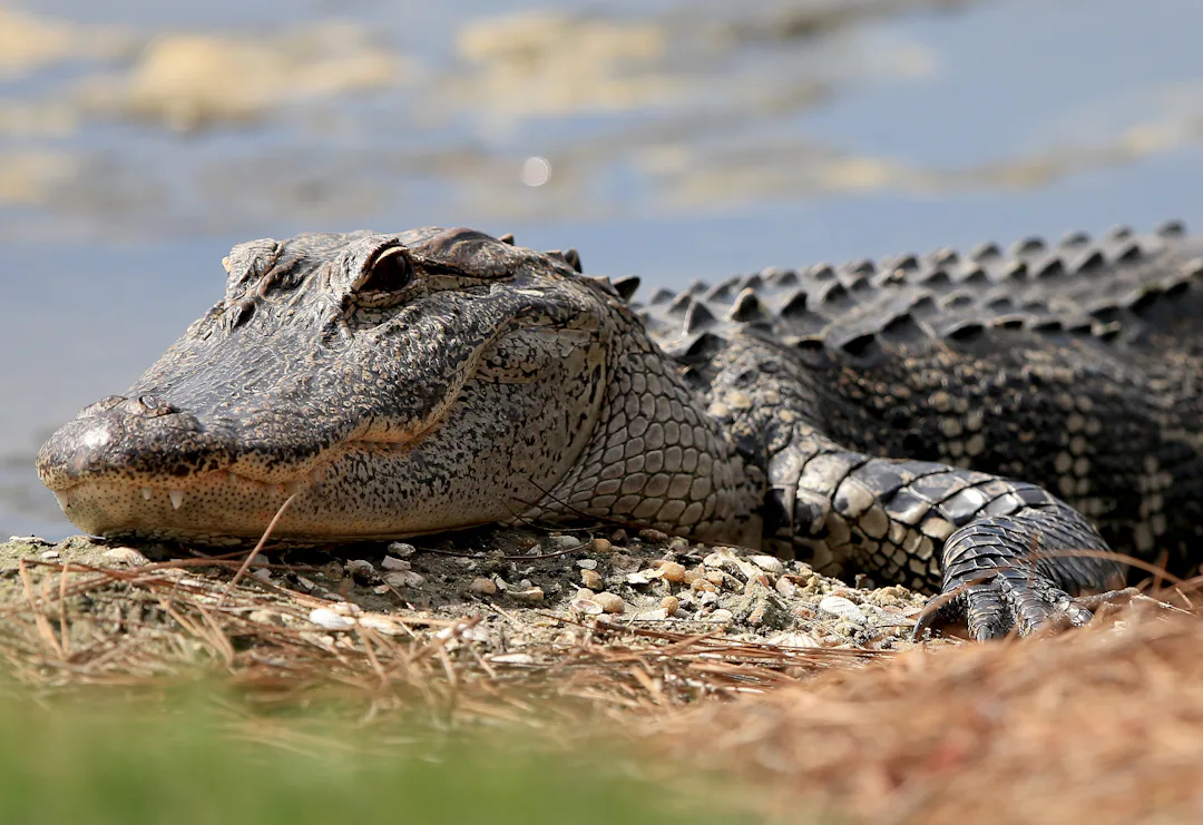 Where Do Alligators Live They re Basically Everywhere In Florida Where do alligators live they re basically everywhere in florida