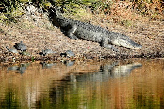 How Many People Are Attacked By Alligators Each Year? Keep A Close Eye ...