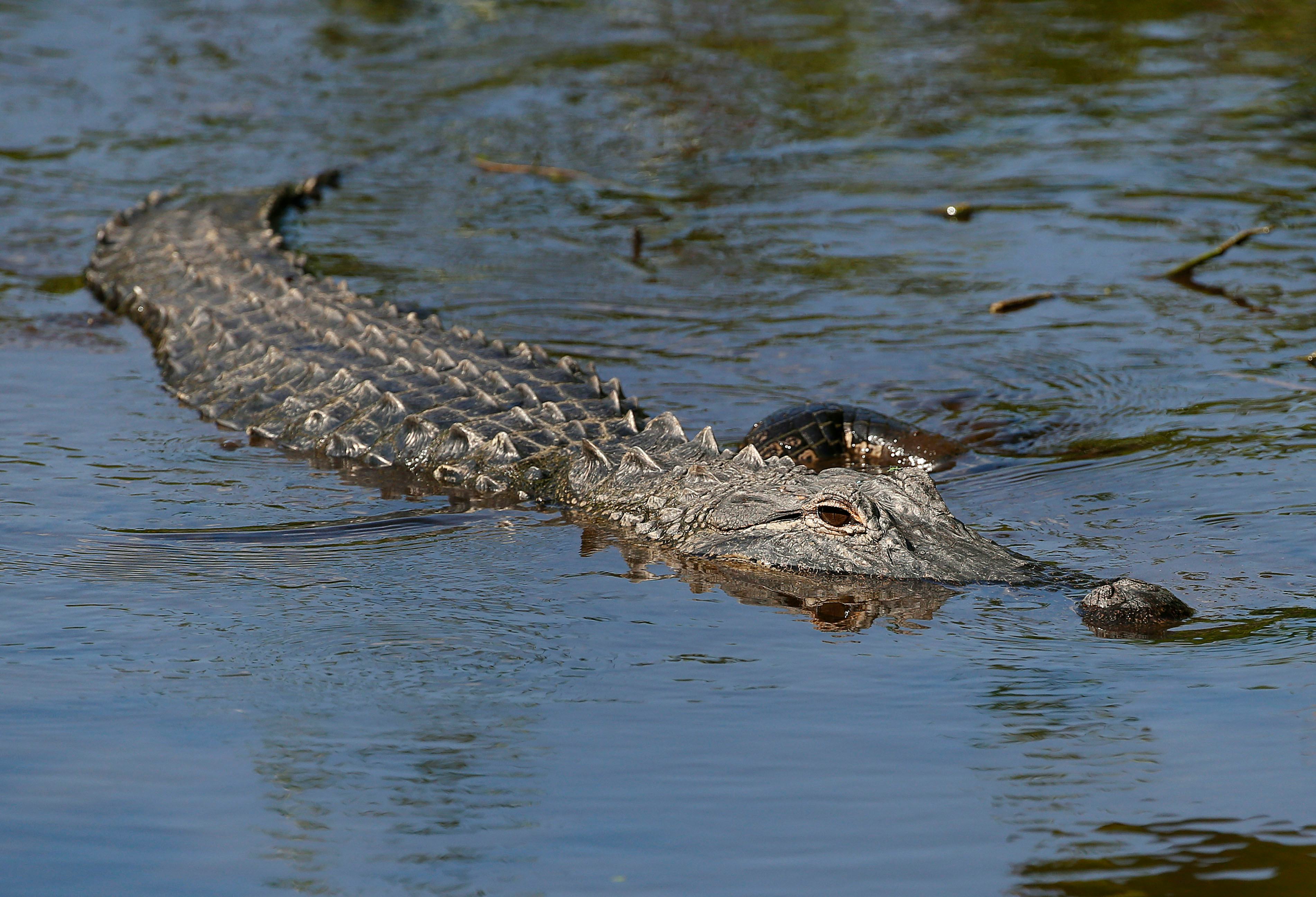 How Many People Are Attacked By Alligators Each Year? Keep A Close Eye