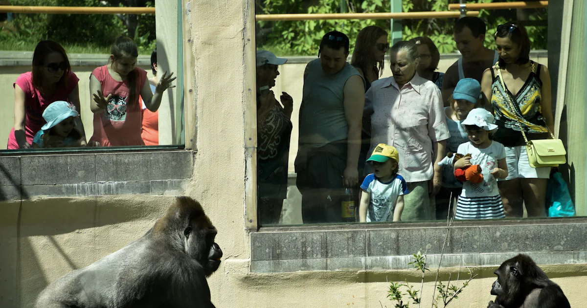 How Many Zoo Accidents Are There Per Year? They're Rare & Largely Avoidable