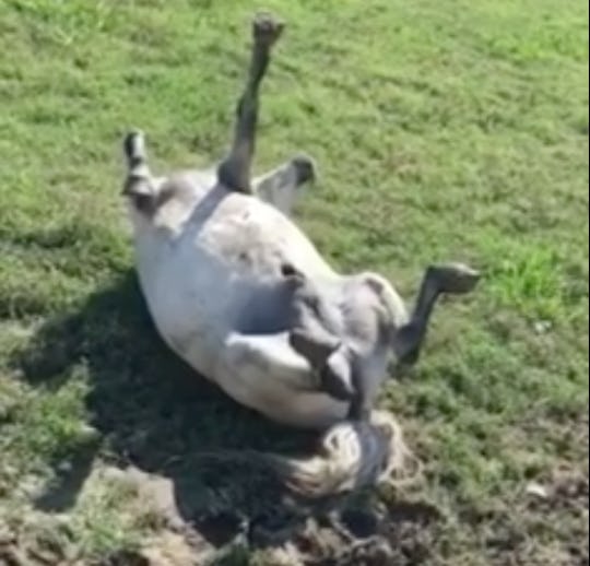 Horse Plays Dead Like A Dog & Reminds Us The World Isn't All Bad
