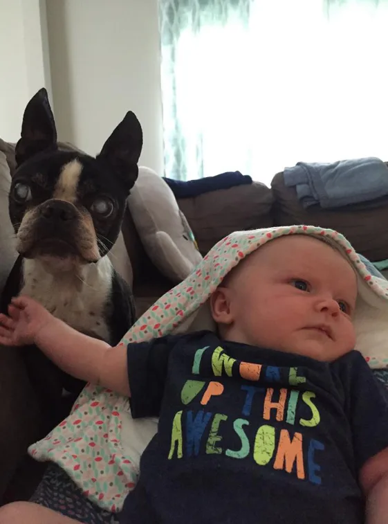 How To Introduce Your Dog To A New Baby