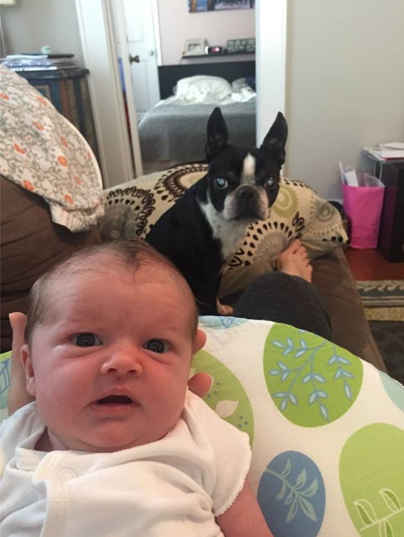 How To Introduce Your Dog To A New Baby