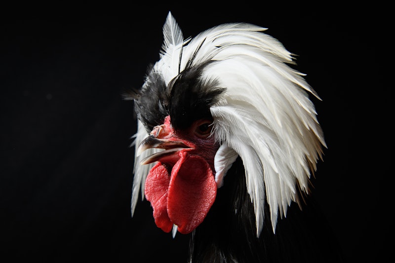What Kind Of Chicken Is The Giant Chicken From That Terrifying Viral Video