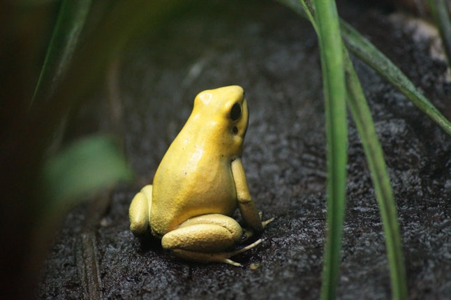 the death of a toad poem
