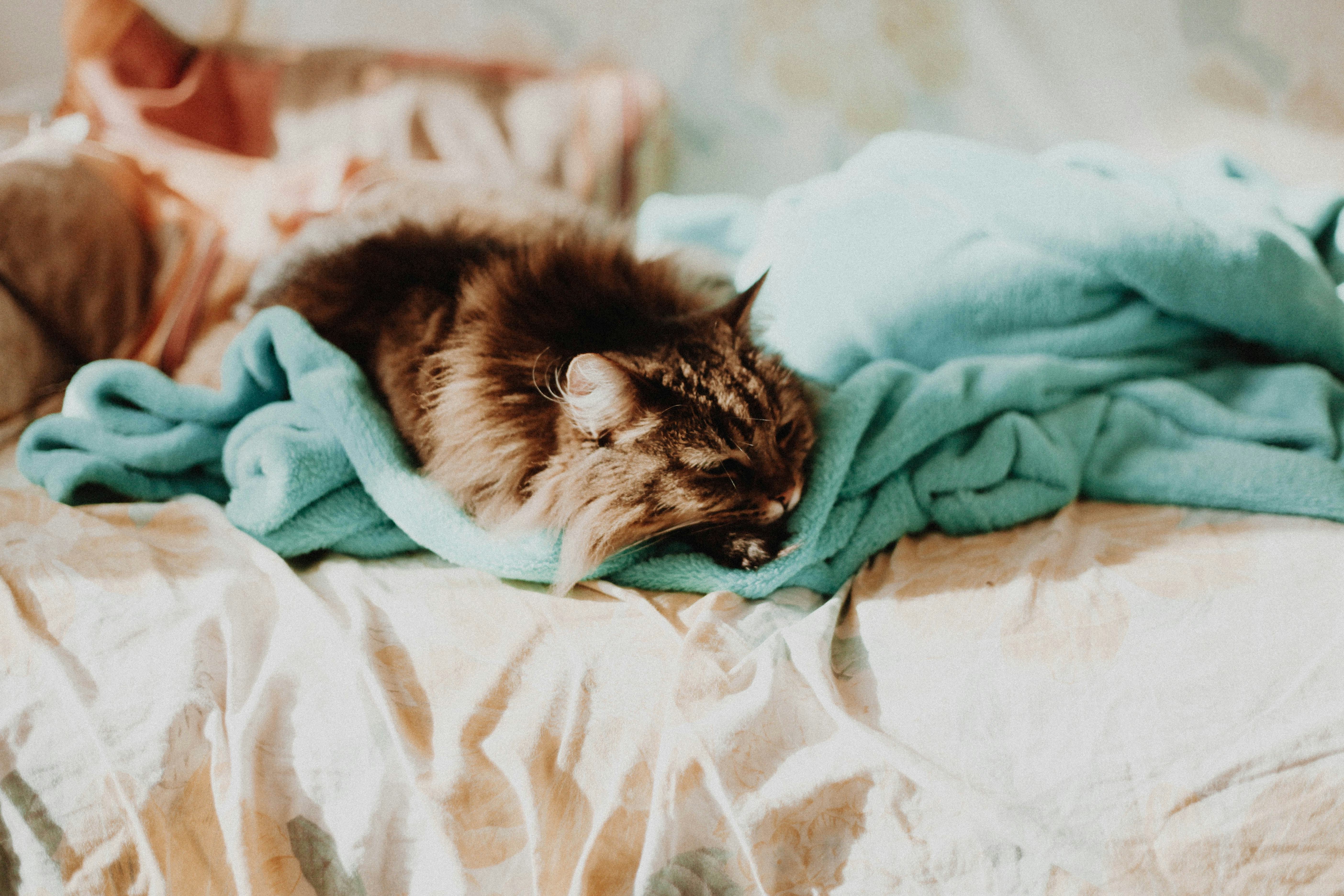 What It Can Say About Your Personality If You Don't Make Your Bed In