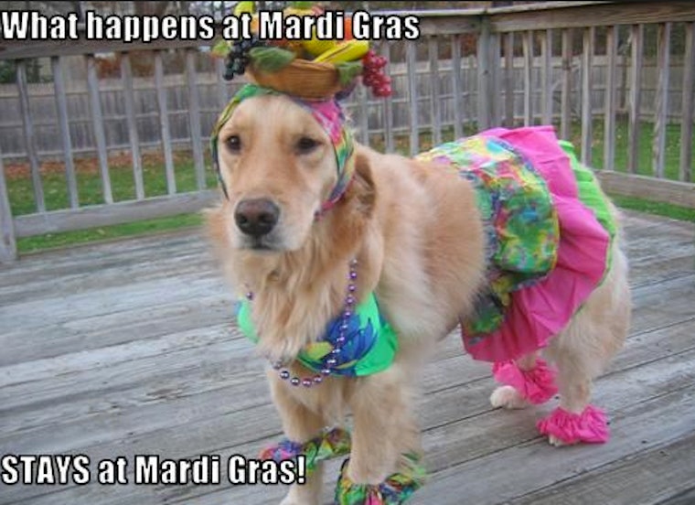 Mardi Gras Memes That Are As Hilarious As They Are True 7940