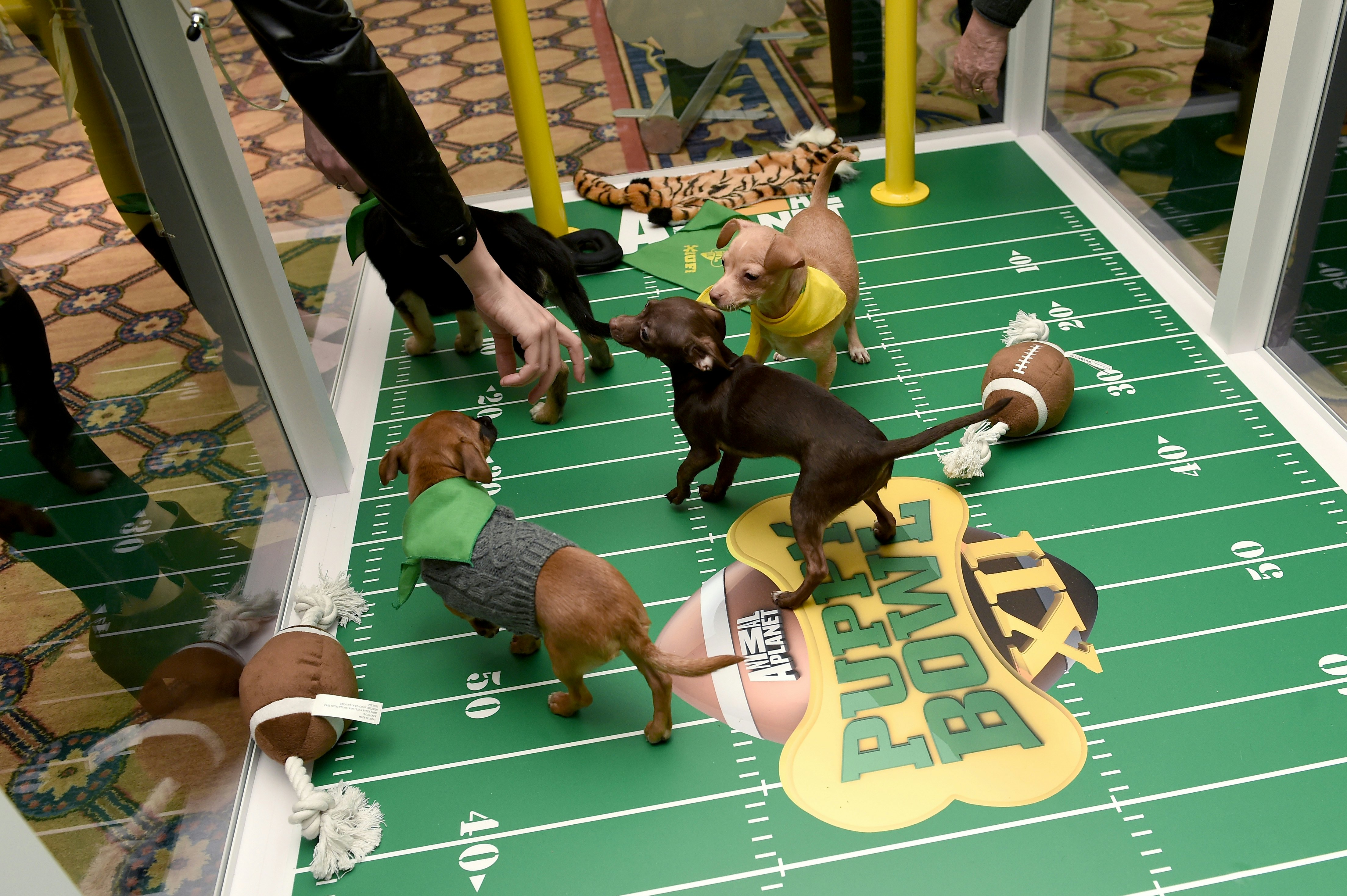 how to get your puppy in the puppy bowl