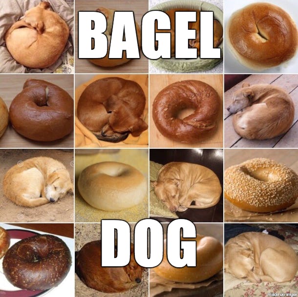 Bagel Day Memes That Prove There's Nothing This Delicious Food Can't Fix