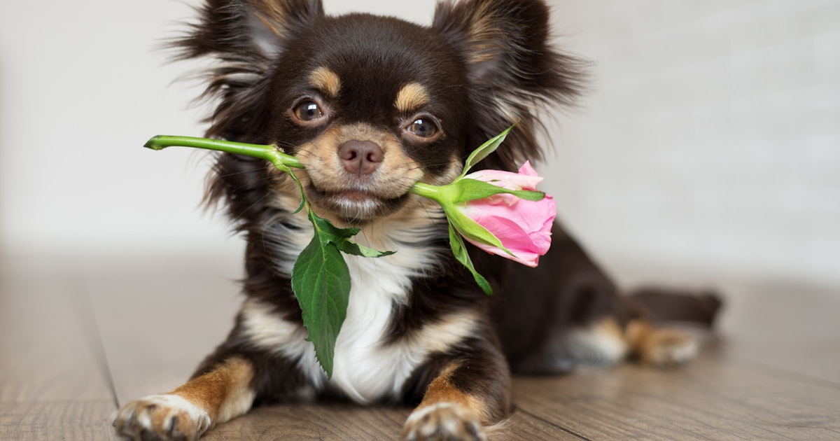 13 funny valentine's day memes to make feb. 14 more bearable 13 Funny Valentine's Day Memes To Make Feb. 14 More Bearable