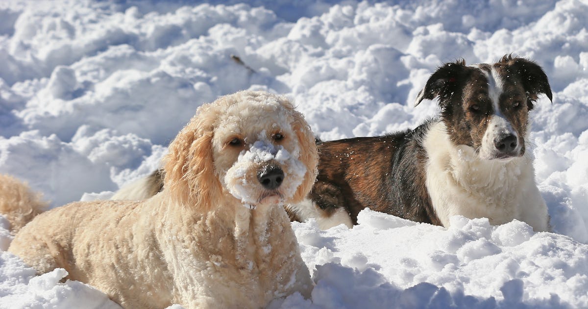 How To Help Stray Animals Stay Safe & Warm To Survive The Blizzard How To Help Stray Animals Stay Safe & Warm To Survive The Blizzard