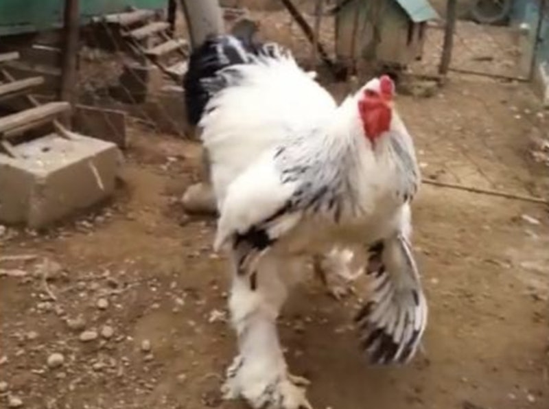 How Big Is The Giant Chicken This Monster Bird Is An Internet Phenomenon