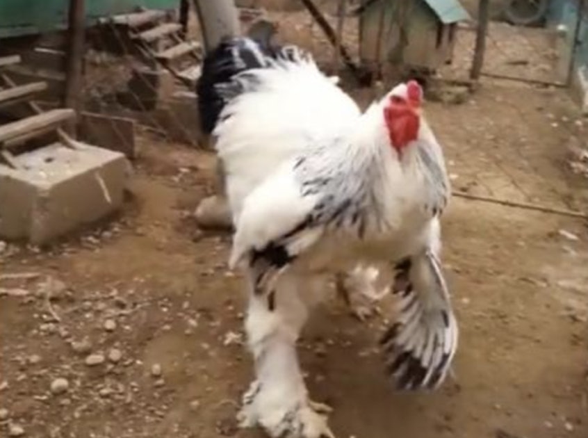 How Big Is The Giant Chicken? This Monster Bird Is An Internet Phenomenon