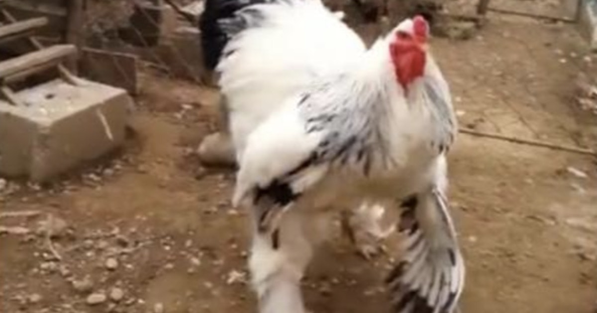 How Big Is The Giant Chicken? This Monster Bird Is An Internet
