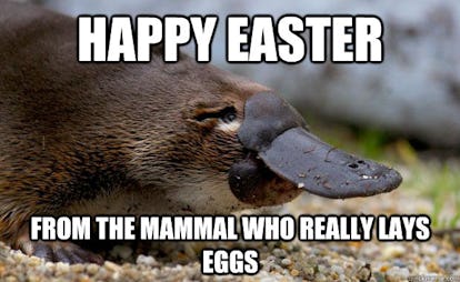 Funny Easter Memes That Will Make Your Holiday Weekend A Little Brighter Funny Easter Memes That Will Make Your Holiday Weekend A Little Brighter