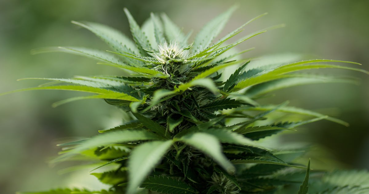 4 Memes You Ll Find Funny Even If You Don T Observe National Weed Day 4 Memes You Ll Find Funny Even If You Don T Observe National Weed Day
