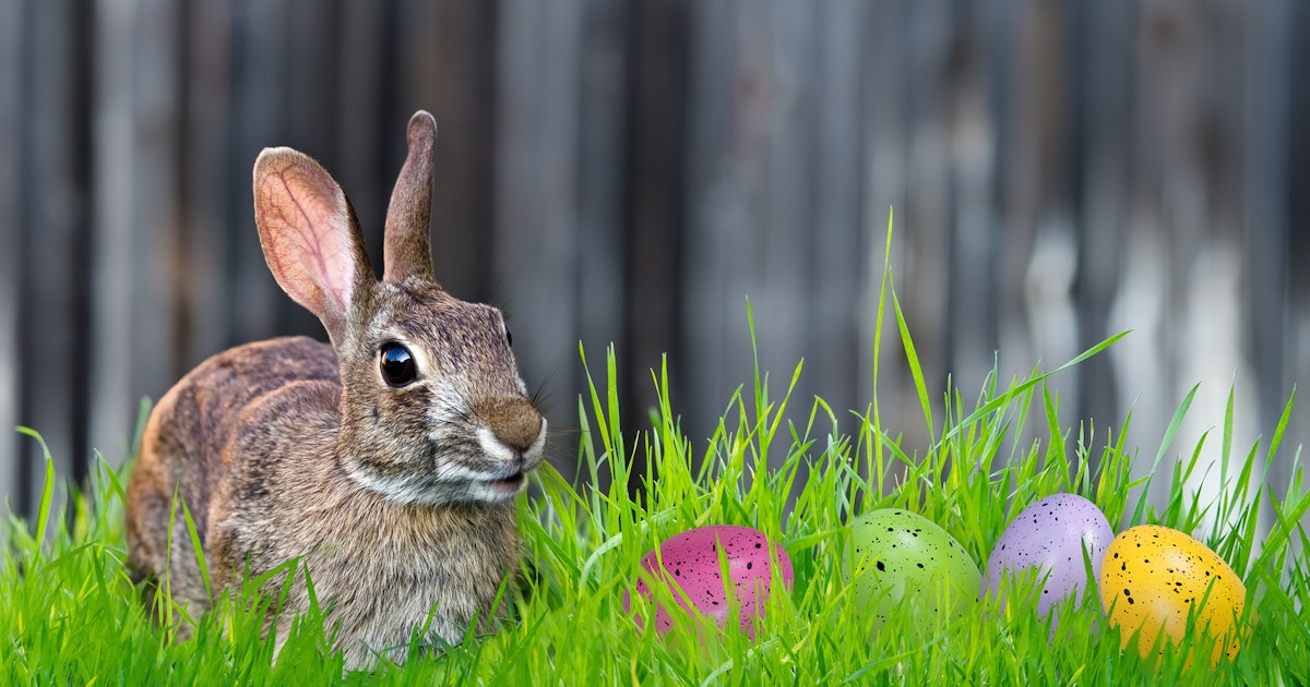 What's The Origin Of The Easter Bunny? The Rabbit Is Actually Symbolic