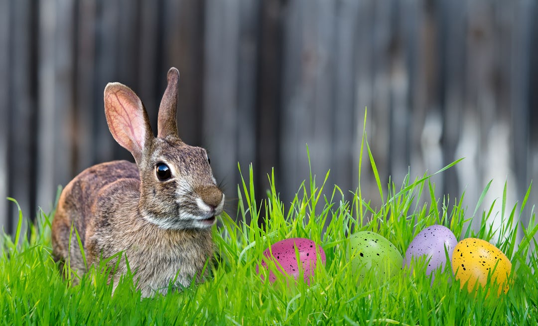 What's The Origin Of The Easter Bunny? The Rabbit Is Actually Symbolic