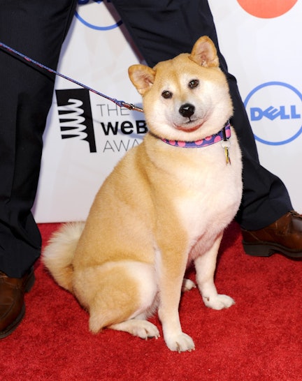 Is Doge Dead? The Famous Meme Dog Was The Subject Of An April Fool's Hoax