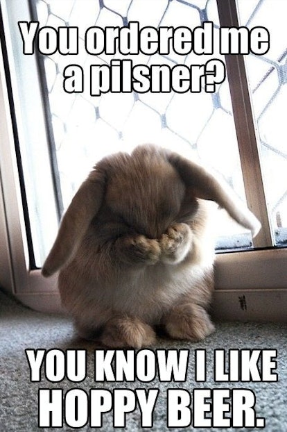 Hd green nature leaf macro hd background wallpaper Memes About Beer For National Beer Day That Every Fan Will Love