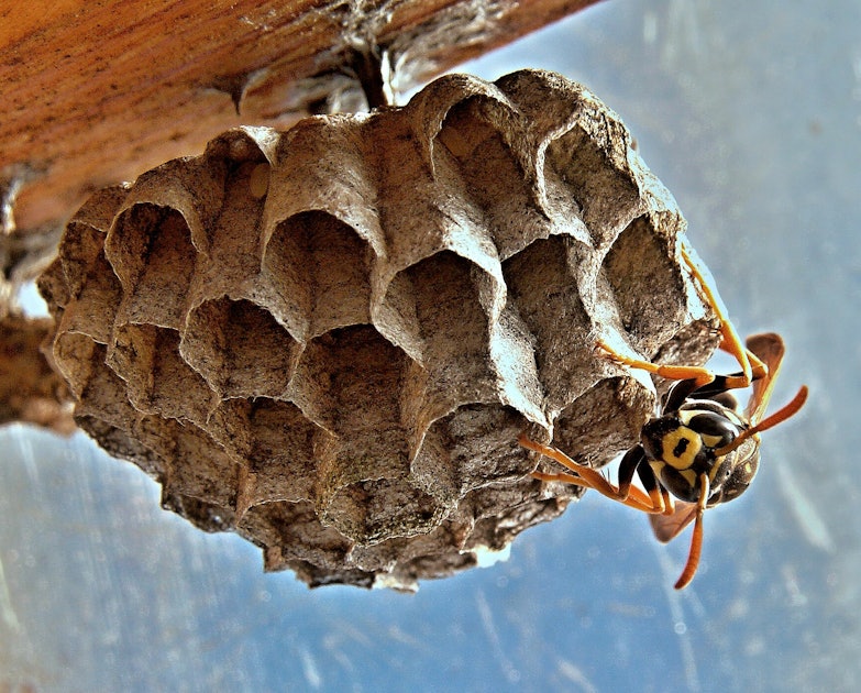 Why Are Women Putting Wasp Nests In Their Vaginas Doctors Are Warning Against It