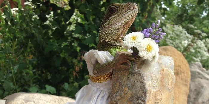 Image result for lizard in dress jpg