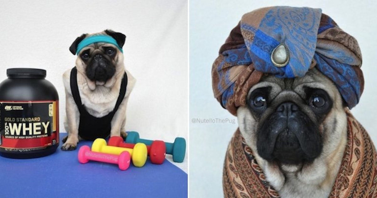 Nutello The Pug Is Definitely The Most Fashionable Dog On