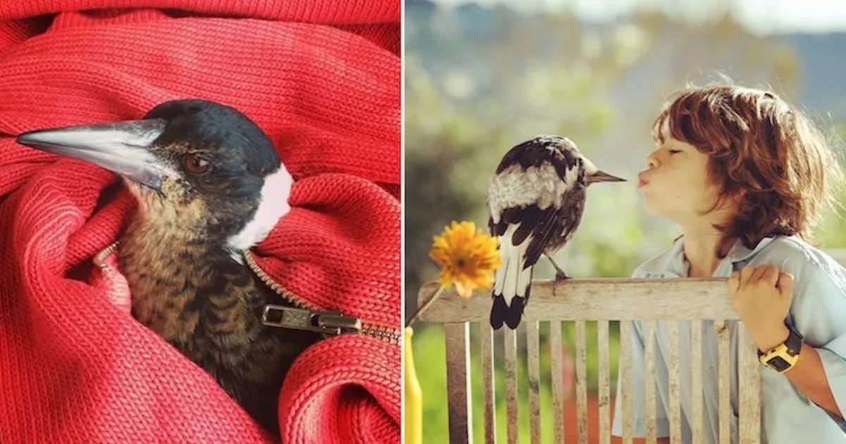 Person Rescuing Bird Rescued Bird Lives With Family And Actually Acts Like A Human (Photos)