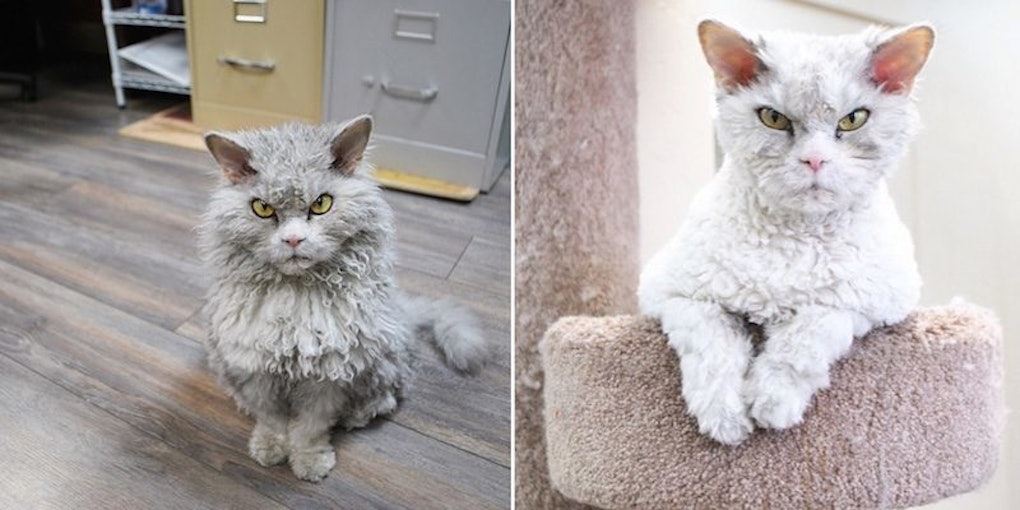 This Cats Bitchy Resting Face Is Even Better Than Grumpy Cats Photos 