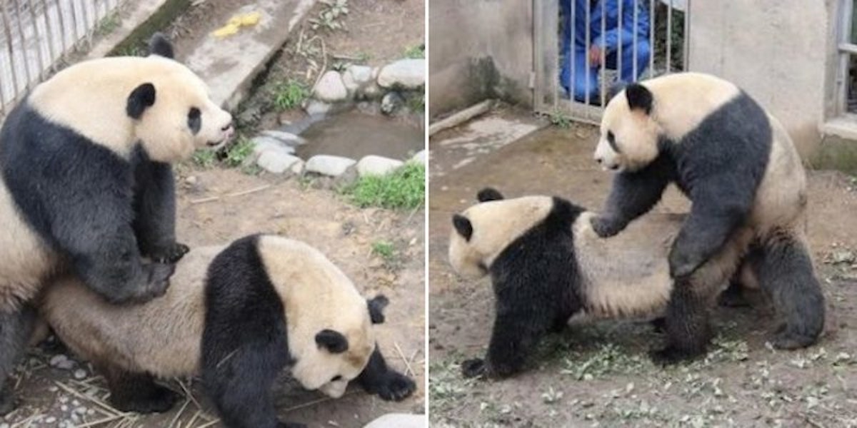Like A Couple Of Bosses Giant Pandas Set New Record For