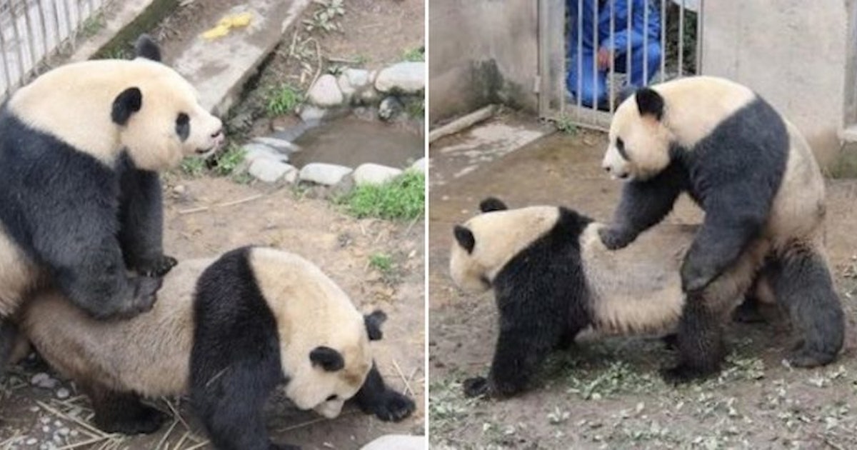 Связанную девушку трахнула панда Связанную девушку трахнула панда