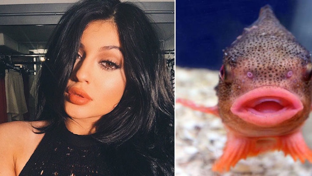 12 Fish That Look Just Like Girls Who Did The Kylie Jenner Challenge